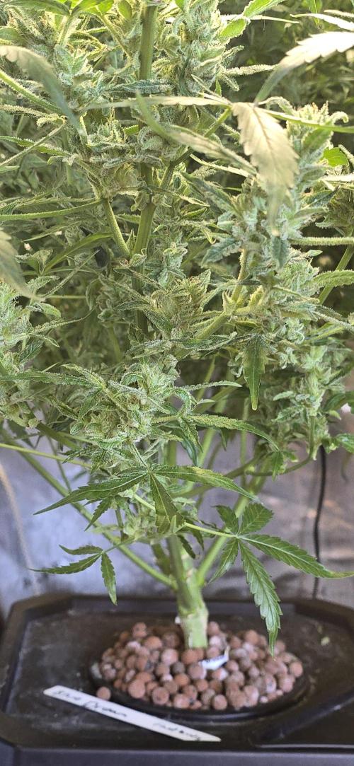 Blue Dream Round 2. Week 14 - 04/11/2026 