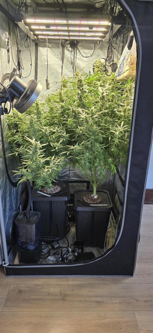 Blue Dream Round 2. Week 14 - 04/11/2026