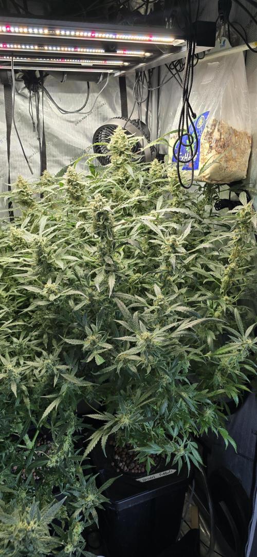 Blue Dream Round 2. Week 14 - 04/16/2026