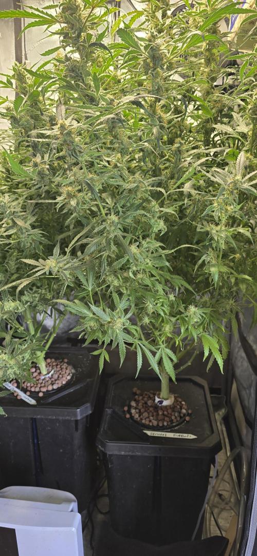 Blue Dream Round 2. Week 14 - 04/16/2026
