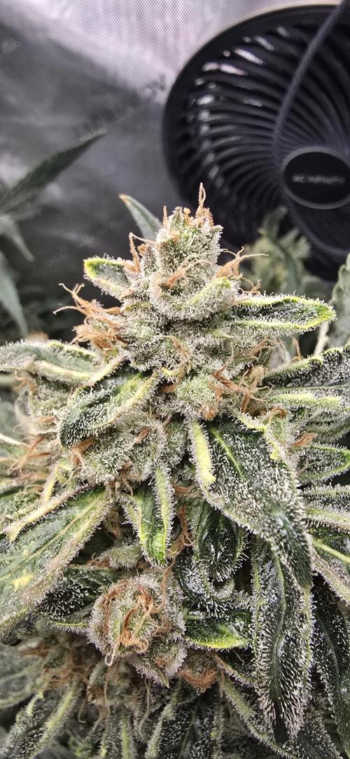 Blue Dream Round 2. Week 14 - 04/16/2026
