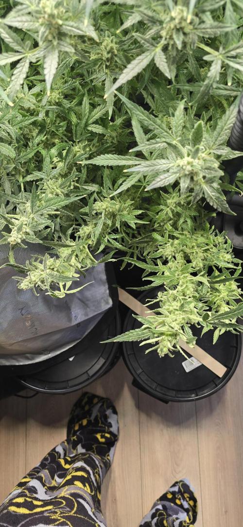 Blue Dream Round 2. Week 15 - 04/18/2026 