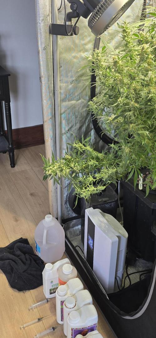Blue Dream Round 2. Week 15 - 04/18/2026