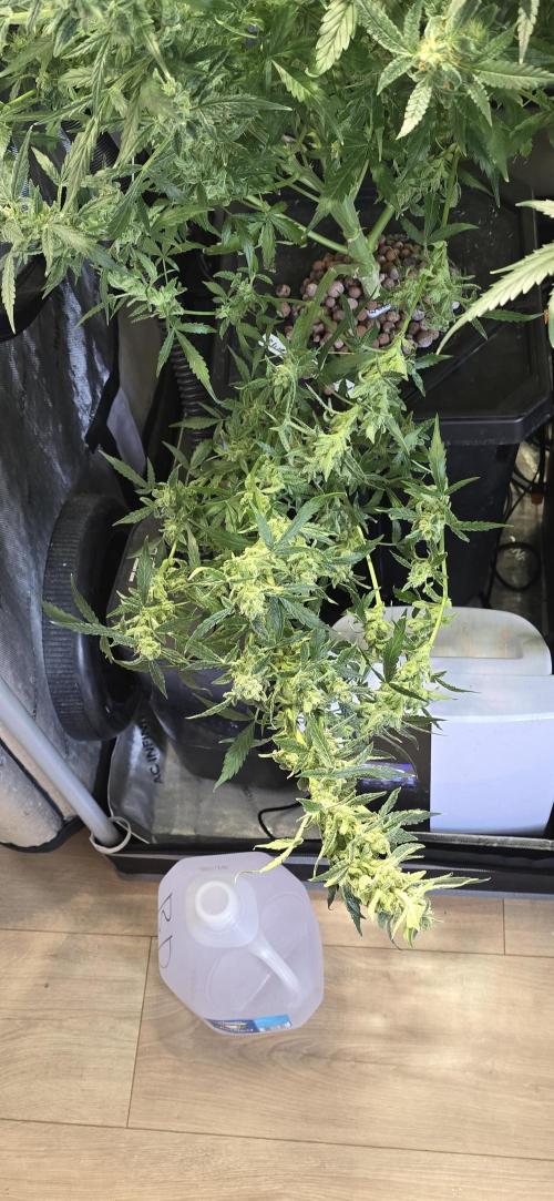 Blue Dream Round 2. Week 15 - 04/18/2026