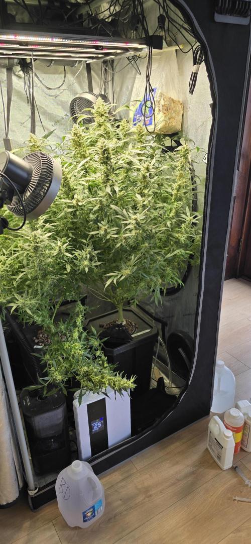 Blue Dream Round 2. Week 15 - 04/18/2026
