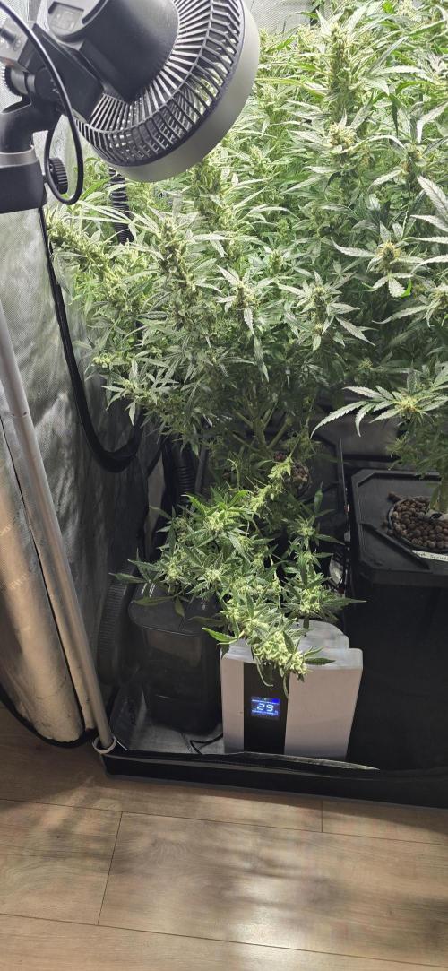 Blue Dream Round 2. Week 15 - 04/18/2026