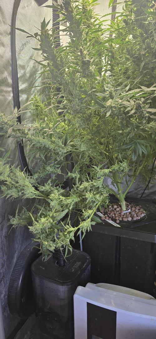 Blue Dream Round 2. Week 15 - 04/20/2026
