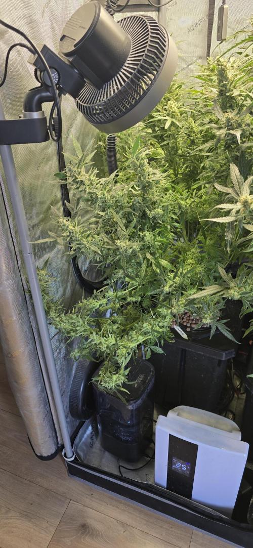 Blue Dream Round 2. Week 15 - 04/21/2026 
