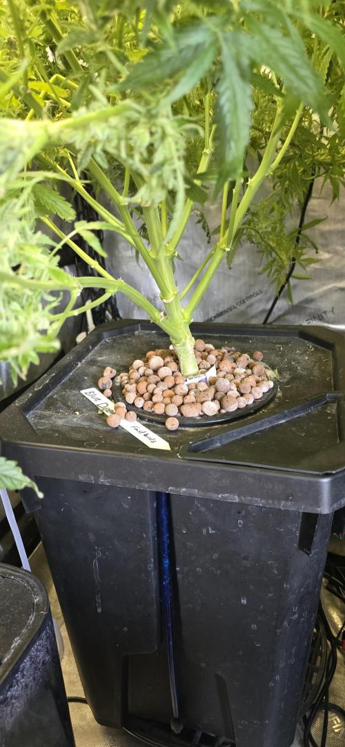 Blue Dream Round 2. Week 15 - 04/21/2026 
