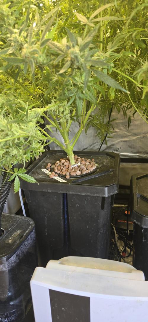 Blue Dream Round 2. Week 15 - 04/21/2026