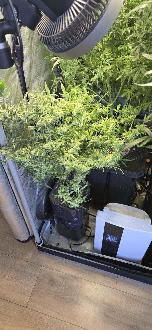 Blue Dream Round 2. Week 15 - 04/22/2026