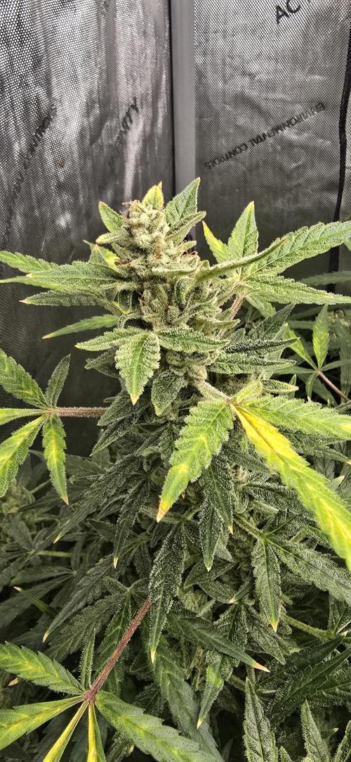 Blue Dream Round 2. Week 15 - 04/22/2026