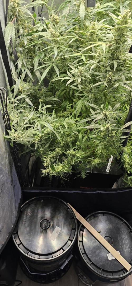 Blue Dream Round 2. Week 15 - 04/22/2026