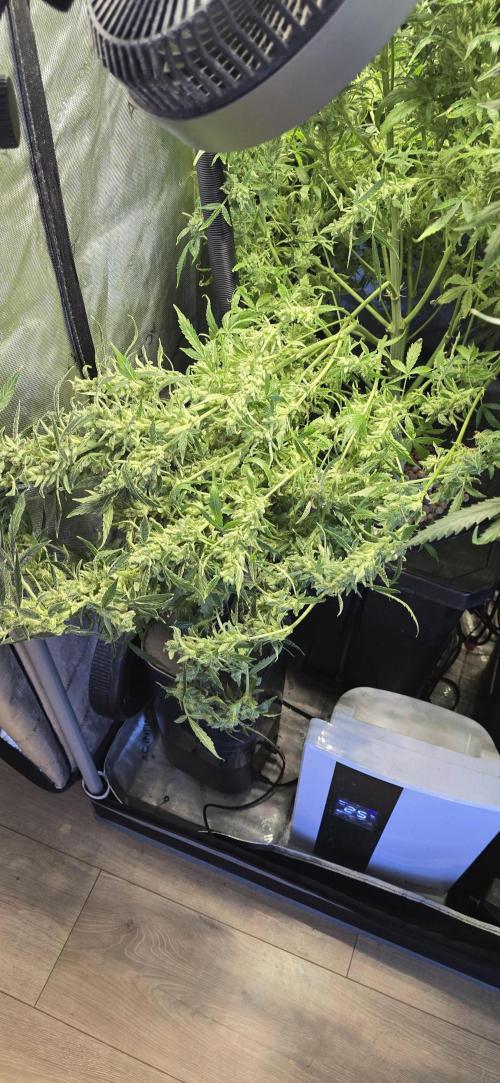 Blue Dream Round 2. Week 15 - 04/22/2026