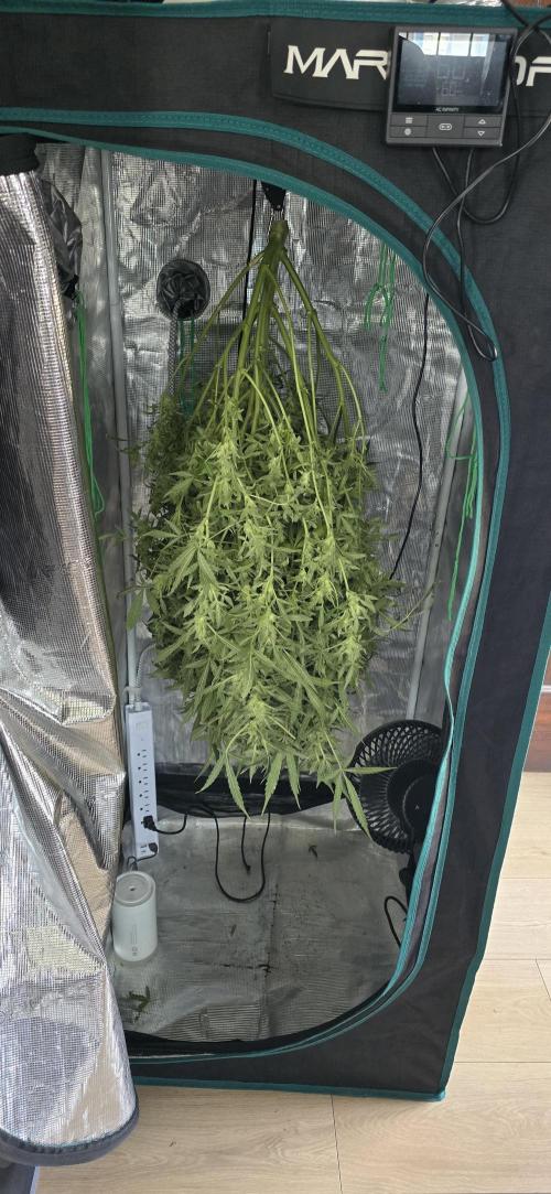 Blue Dream Round 2. Week 16 - 04/24/2026