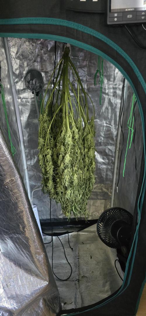 Blue Dream Round 2. Week 16 - 04/30/2026 