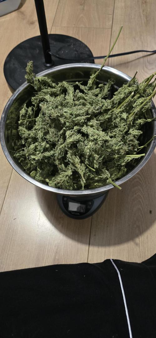 Blue Dream Round 2. Week 16 - 05/04/2026 