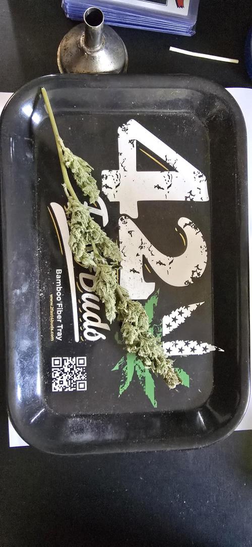 Blue Dream Round 2. Week 16 - 05/11/2026