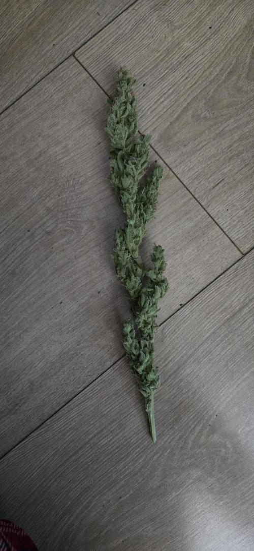 Blue Dream Round 2. Week 16 - 05/11/2026