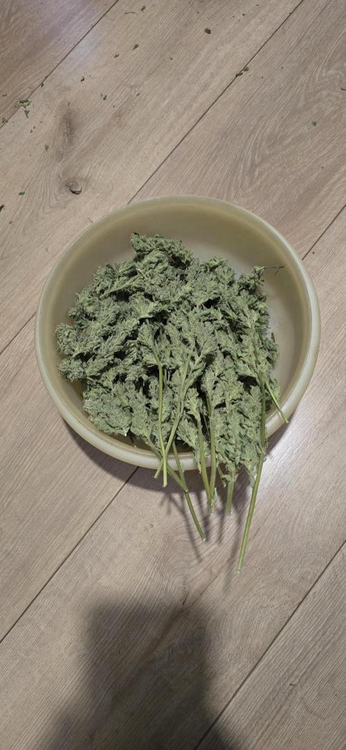 Blue Dream Round 2. Week 16 - 05/04/2026