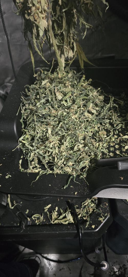 Apple Strudel Round 2. Week 18 - 05/17/2026 
Going to the Nugsmasher for some fantastic concentrate. 