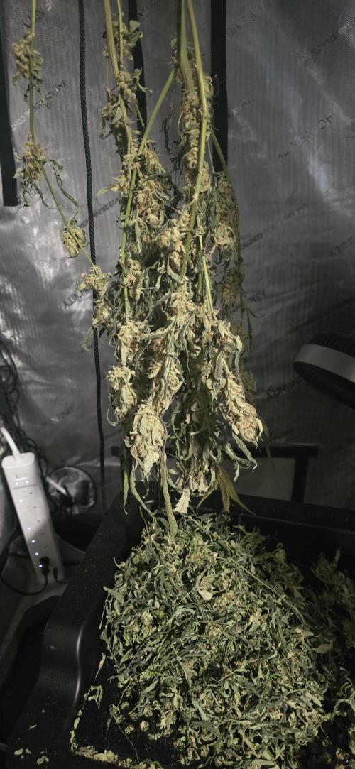 Apple Strudel Auto. Week 18