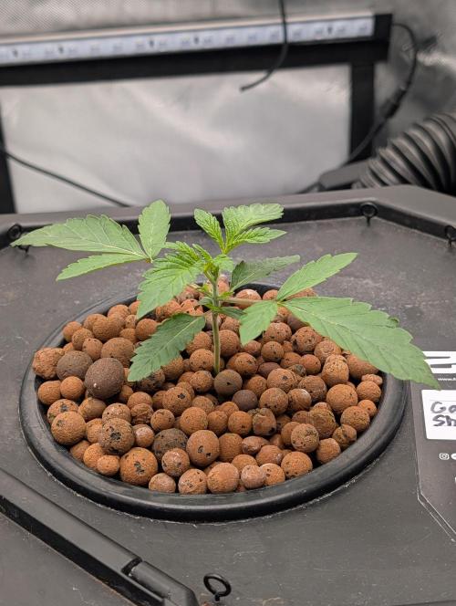 Gary Sherbet. Week 1