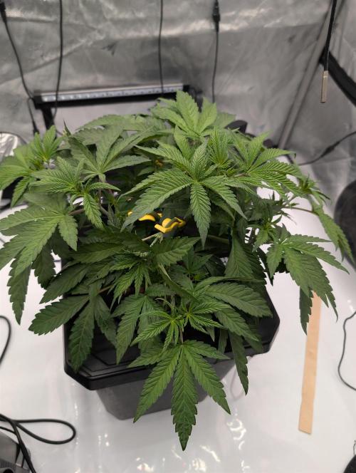 Gary Sherbet. Week 4