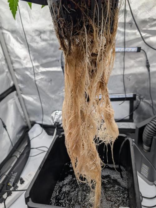 Gary Sherbet Second Run. Week 4 - 06/30/2026 
Rooots, bad roots where should I be looking? 
