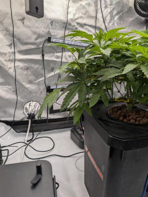 Gary Sherbet Second Run. Week 4