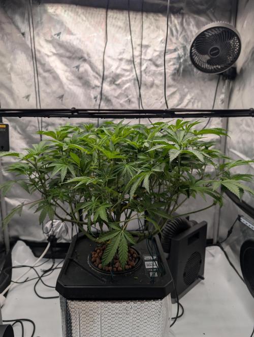 Gary Sherbet. Week 6