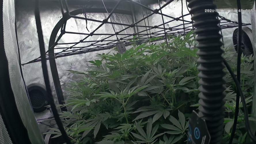 Gary Sherbet Second Run. Week 10 - 08/08/2026 
Week 2 flower. No issues so far. Big plant