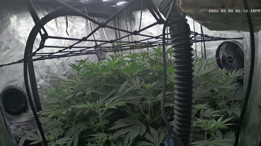 Gary Sherbet Second Run. Week 10 - 08/08/2026 
Week 2 flower no issues as of yet. 
