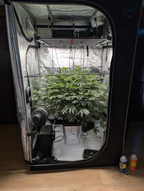 Gary Sherbet Second Run. Week 10 - 08/08/2026
