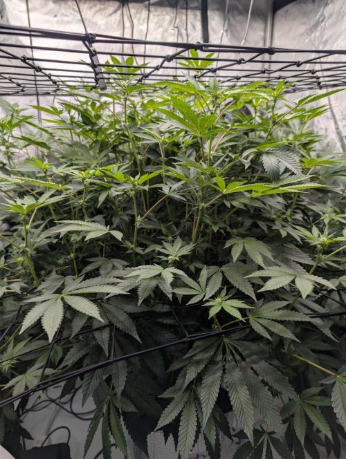 Gary Sherbet Second Run. Week 10