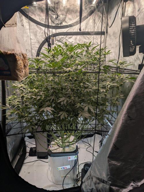 Gary Sherbet. Week 11