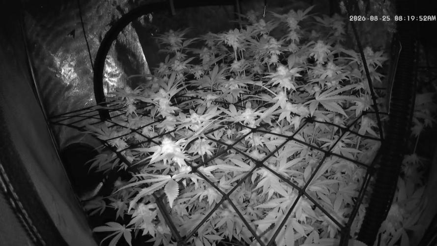 Gary Sherbet Second Run. Week 12 - 08/25/2026 
Very healthy week 5 flower