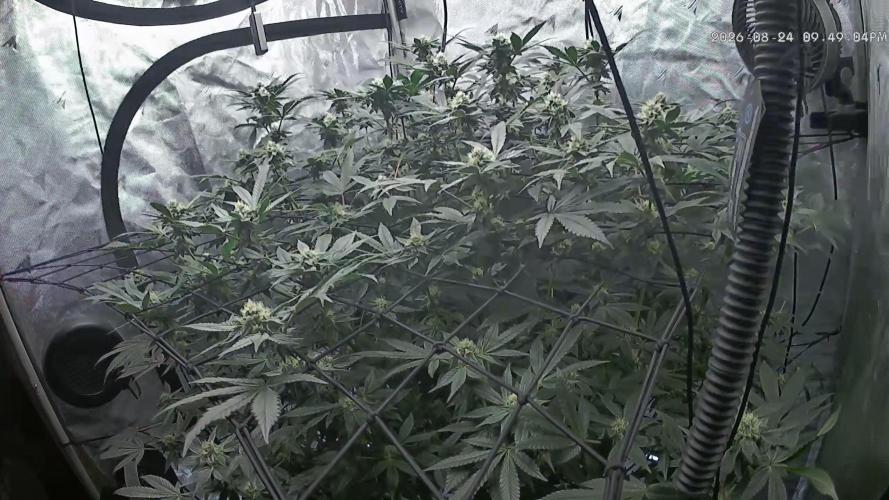 Gary Sherbet Second Run. Week 12 - 08/25/2026 
Very healthy lady
