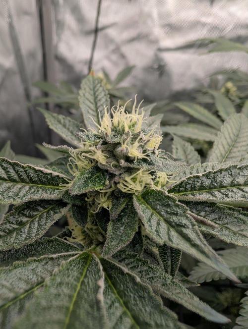 Gary Sherbet. Week 12
