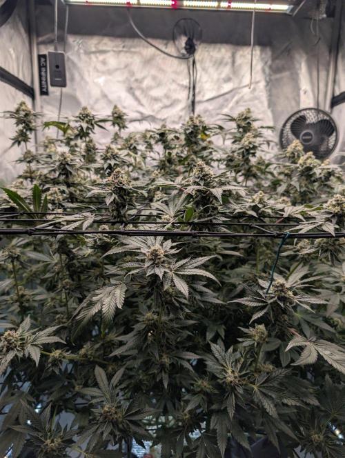 Gary Sherbet Second Run. Week 15