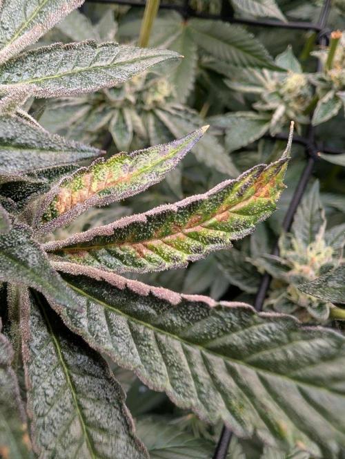 Gary Sherbet Second Run. Week 15 - 09/11/2026 
What the hell is this? Deficiency? 
Toxicity and recovery 
