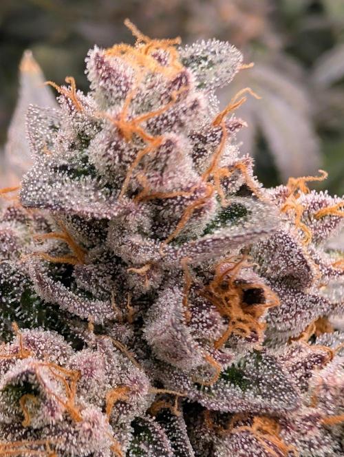 Gary Sherbet Second Run. Week 18