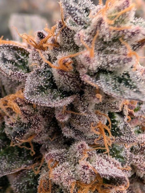 Gary Sherbet Second Run. Week 18