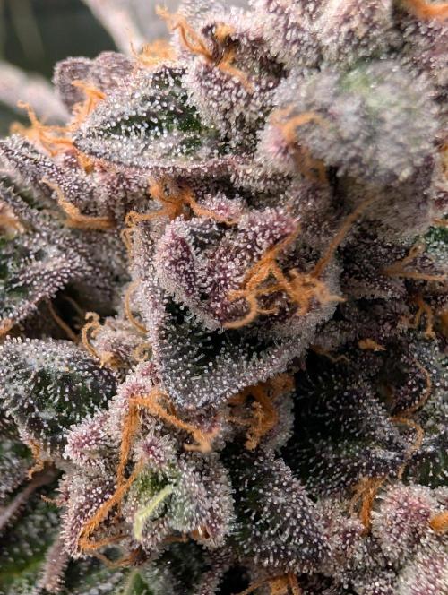 Gary Sherbet Second Run. Week 18