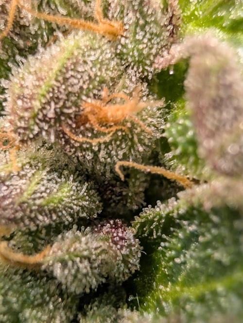 Gary Sherbet Second Run. Week 18