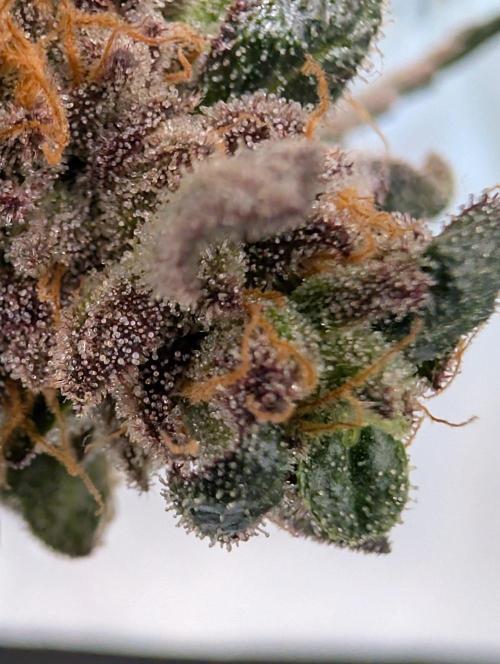 Gary Sherbet Second Run. Week 18