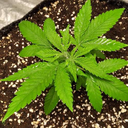 Liberty Haze. Week 3 - 07.09.2023