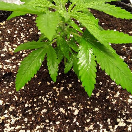 Liberty Haze. Week 3 - 07.09.2023