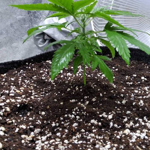 Liberty Haze. Week 3 - 07.09.2023