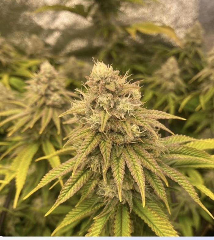 GG4 First ever grow! . Week 9 - This was couplweeks before harvest. I can’t find any final pics for some reason.